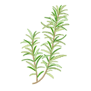 Contact Amber Garden Centre for you January Rosemary