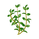 Contact Amber Garden Centre for your thyme plants