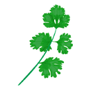 Contact Amber Garden Centre for your coriander plants