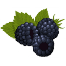 Contact Amber Garden Centre for your blackberries plants
