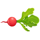 Contact Amber Garden Centre for your radish plants