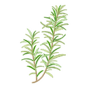 Contact Amber Garden Centre for your rosemary plants