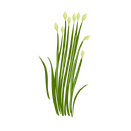 Contact Amber Garden Centre for your garlic chives plants