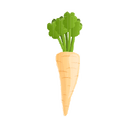 Contact Amber Garden Centre for your parsnips plants