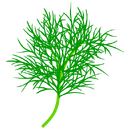 Contact Amber Garden Centre for your dill plants