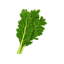 Contact Amber Garden Centre for your kale plants