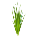 Contact Amber Garden Centre for you January Chives