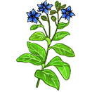 Contact Amber Garden Centre for your borage plants
