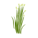 Contact Amber Garden Centre for your garlic chives plants