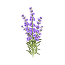 Contact Amber Garden Centre for your lavender plants