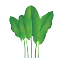 Contact Amber Garden Centre for your sorrel plants