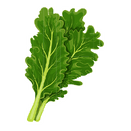 Contact Amber Garden Centre for your kale plants