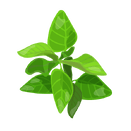 Contact Amber Garden Centre for you January Oregano