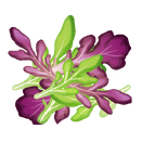 Contact Amber Garden Centre for your mesclun plants