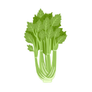 Contact Amber Garden Centre for your celery plants