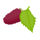 Contact Amber Garden Centre for your boysenberry plants