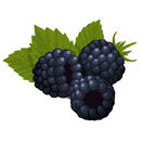Contact Amber Garden Centre for your blackberry plants