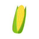 Contact Amber Garden Centre for your sweet corn plants