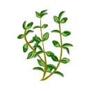 Contact Amber Garden Centre for your thyme plants