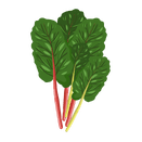 Contact Amber Garden Centre for your silverbeet plants