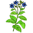 Contact Amber Garden Centre for you January Borage