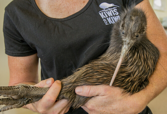 Courtesy of James Gow