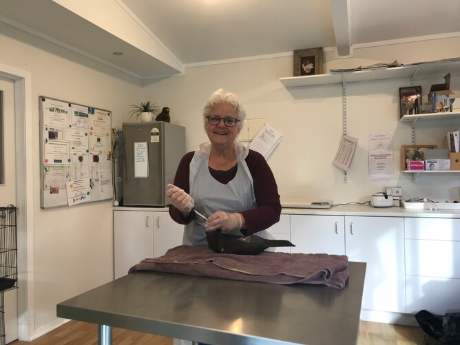 Courtesy of the Kuaotunu Bird Rescue Trust