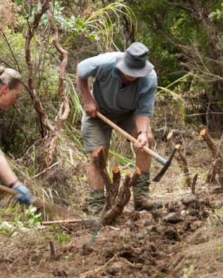 Two people in the bush using mattocks to creating a track in the Rings Beach Wetland  on the Coromandel Peninsula