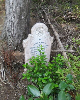 Headstone at the foot of a tree in the historic Kuaotunu cemetery on the Coromandel Peninsula