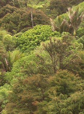 A piece of native bush in Kuaotunu on the Coromandel Peninsula