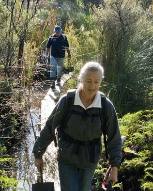 Two volunteers carrying native plants for planting crossing the boardwalk in the Rings Beach Wetland on the Coromandel Peninsula