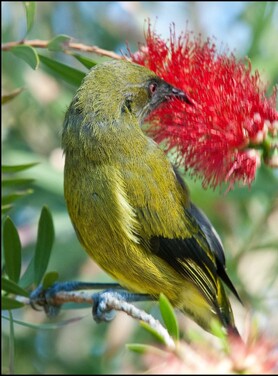 An NZ bellbird enjoying a bottlebrush flower