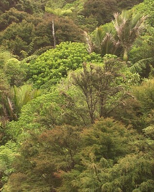 Patch of native bush in Kuaotunu on the Coromandel Peninsula including manuka and nikau palms