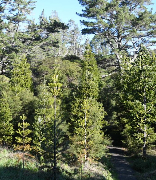 Kauri on the Waitaia Loop Track, 2018