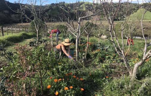 Kuaotunu Community Gardens