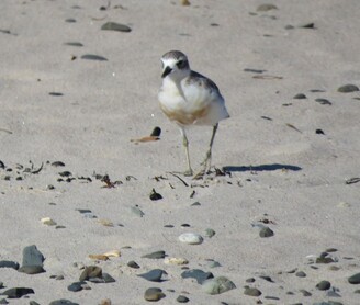 NZ dotterel