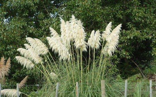 Pampas (South American weed)