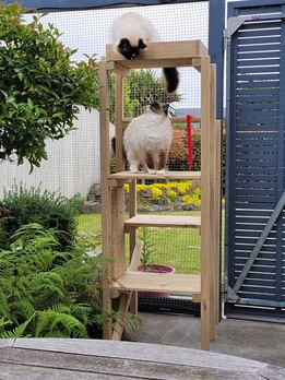 How to Mentally Stimulate Your Indoor Cat: Tips for a Happy, Healthy Kitty