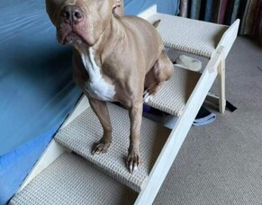 How to Know When Your Dog Needs Pet Stairs: Signs, Benefits &amp; Solutions
