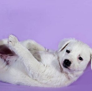 How to crate train your puppy?