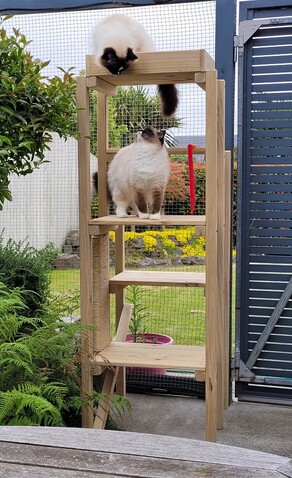 Cat Platform Playground