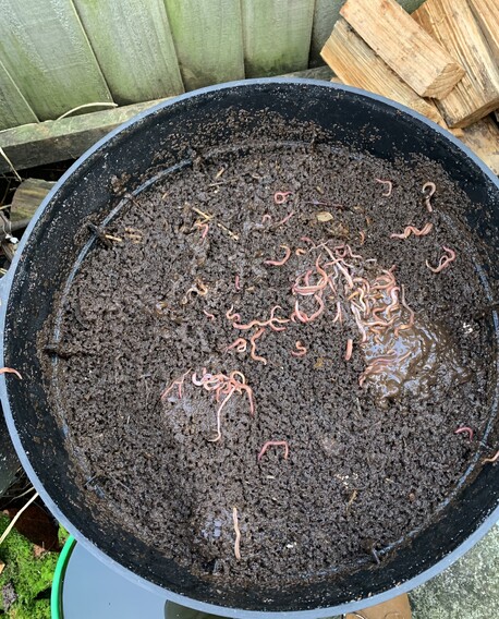 Worm Castings