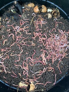 WORMS/COMPOSTING