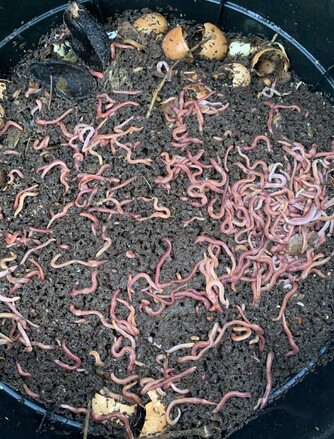 WORMS/COMPOSTING