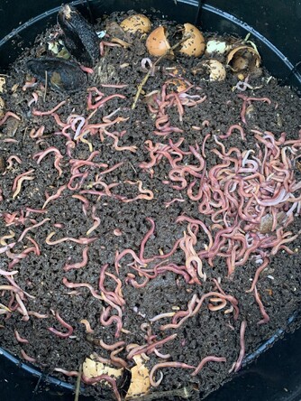 WORMS/COMPOSTING