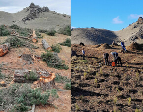 A Remarkable Transformation at Lower Manorburn Reserve