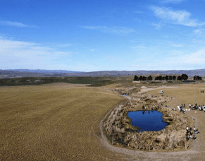 Manuherekia Community planting day exceeds expectations