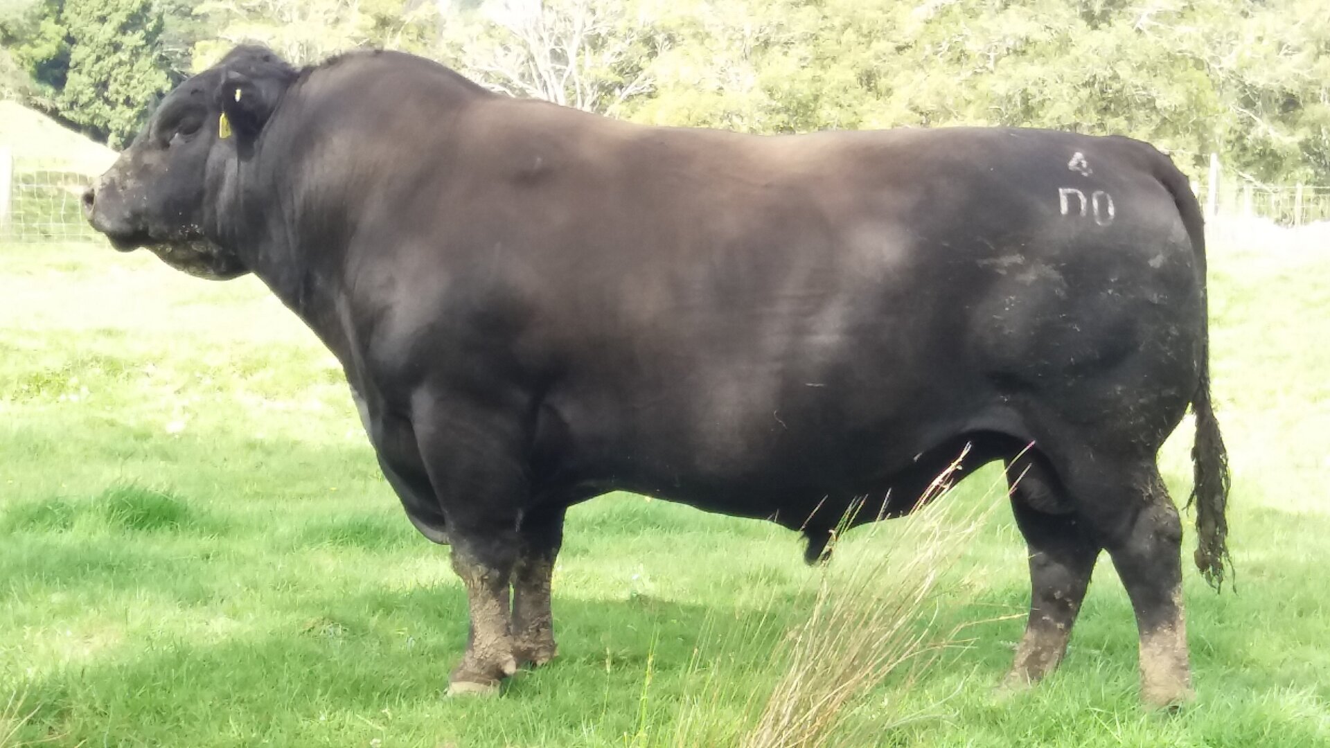 Hillcroft Angus & Hereford | Hill Country Bulls For Sale