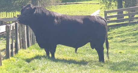 STERN - 21514 - Has some top yearlings for sale this year.