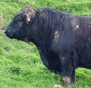 SOUNDNESS, CONSTITUTION